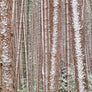 Barry Lobdell's photo card image of Adirondack trees standing straight up--browns with white and pale green sneaking through.