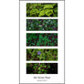 Vertically oriented photo poster featuring five horizontally oriented photos in full-color depicting 5 images of green growth on the forest floor