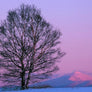 Image from Barry Lobdell's photo card Whiteface in Winter. Large bare tree in foreground with pink and purple snow-covered Whiteface Mountain in the background below a pale purple sky
