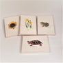 4 varieties of cream-colored notecards in their clear packaging. Left-top sunflower center of vertical card; top middle two daffodils in vertical center of card; top right frog in vertical center of card. Bottom center Turtle in horizontal center of card.
