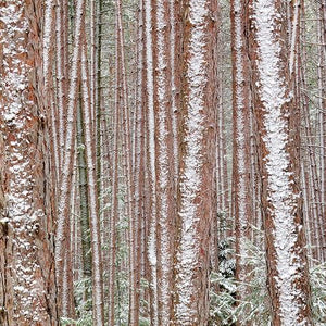 Barry Lobdell's photo card image of Adirondack trees standing straight up--browns with white and pale green sneaking through.