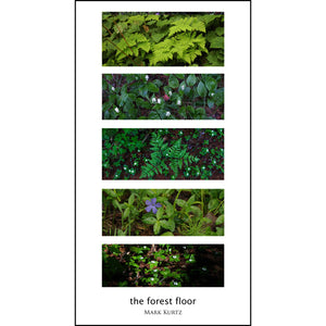 Vertically oriented photo poster featuring five horizontally oriented photos in full-color depicting 5 images of green growth on the forest floor