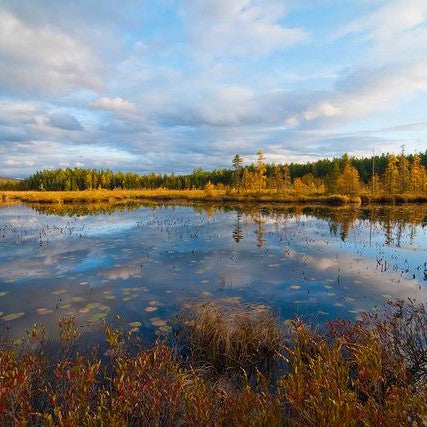Image from Barry Lobdell photo card Tamaracks at Jones Pond--golden march edging a pool reflecting the march and the sky