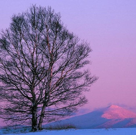 Image from Barry Lobdell's photo card Whiteface in Winter. Large bare tree in foreground with pink and purple snow-covered Whiteface Mountain in the background below a pale purple sky